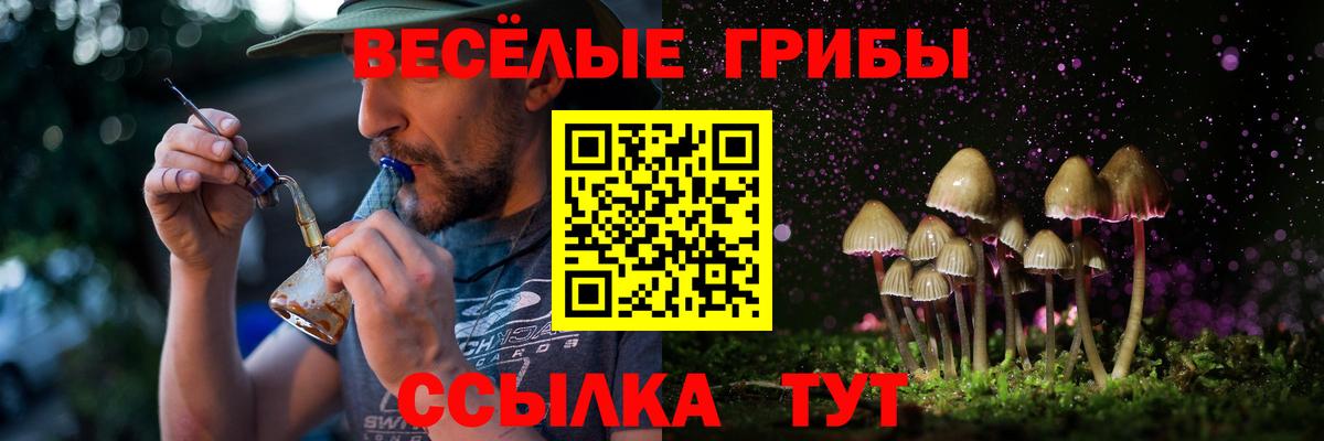Галлюциногенные грибы Psilocybe Нововоронеж